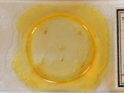 slide view of adult Exyra fax