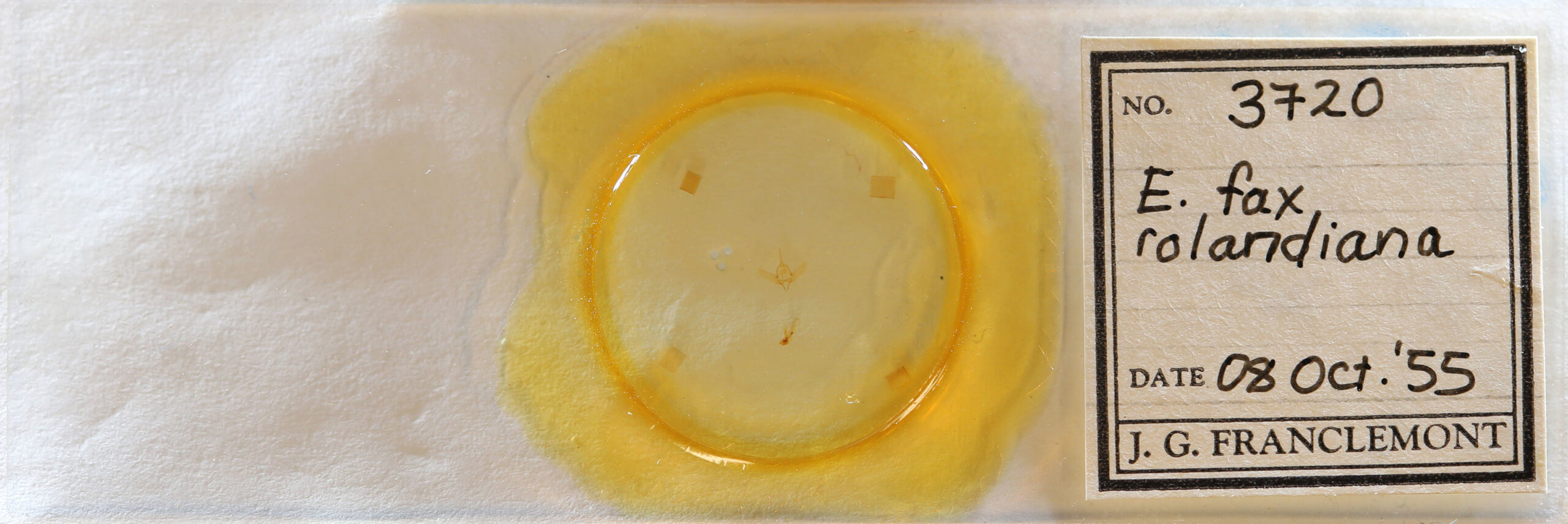 slide view of adult Exyra fax