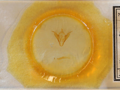 slide view of adult Abagrotis brunneipennis