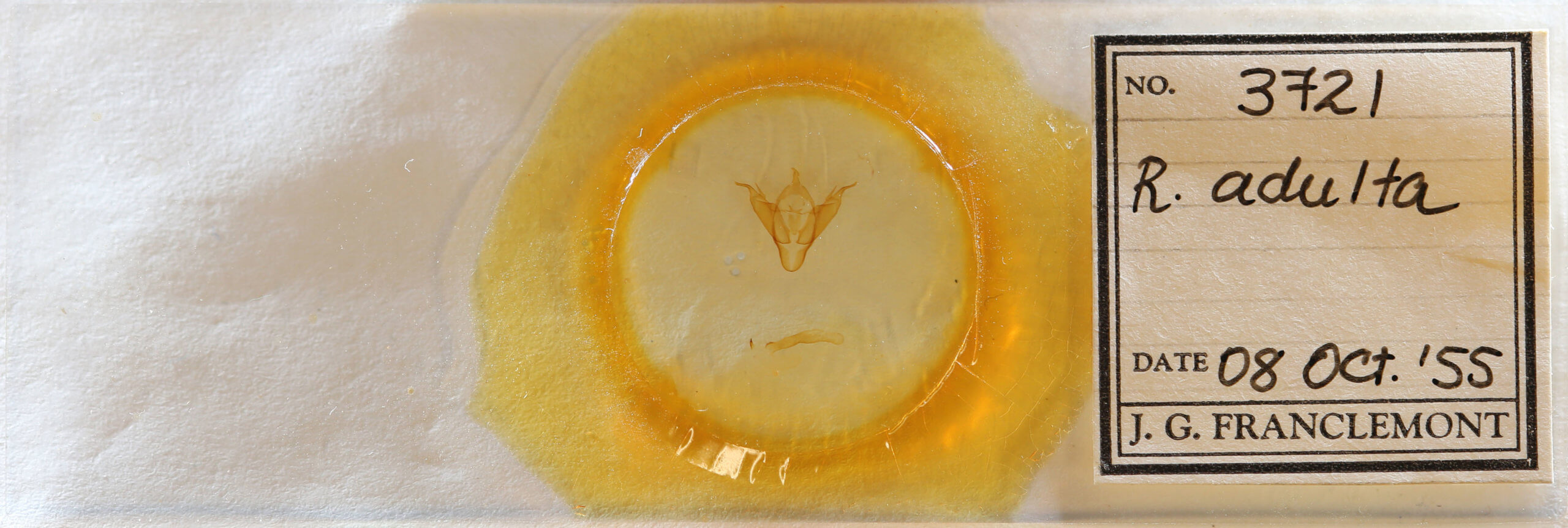 slide view of adult Abagrotis brunneipennis