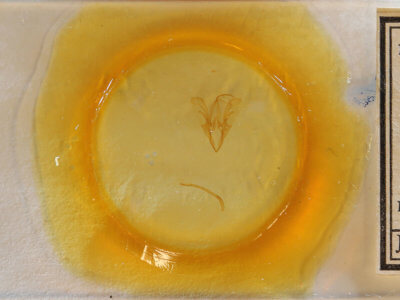 slide view of adult Catocala gracilis