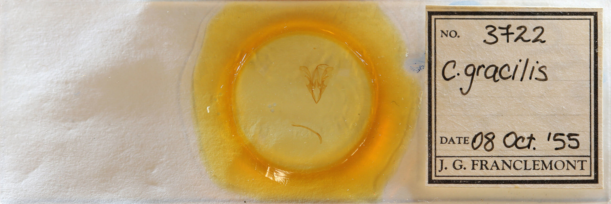 slide view of adult Catocala gracilis