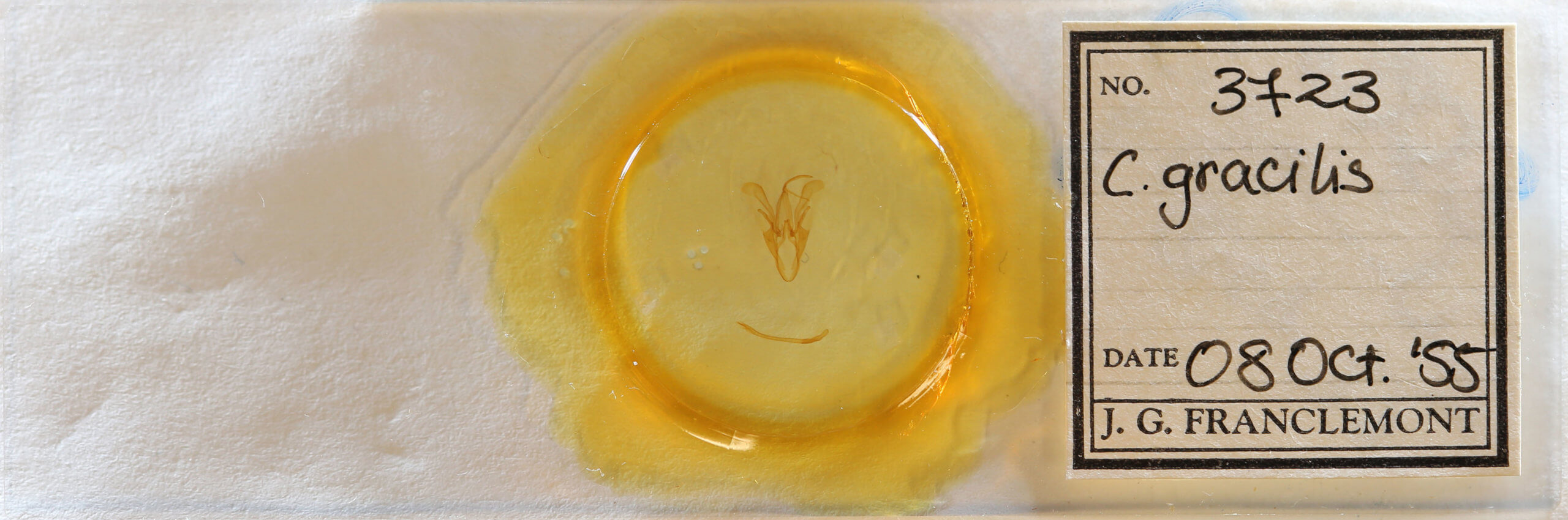 slide view of adult Catocala gracilis