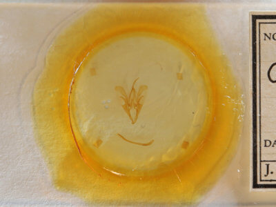 slide view of adult Catocala gracilis