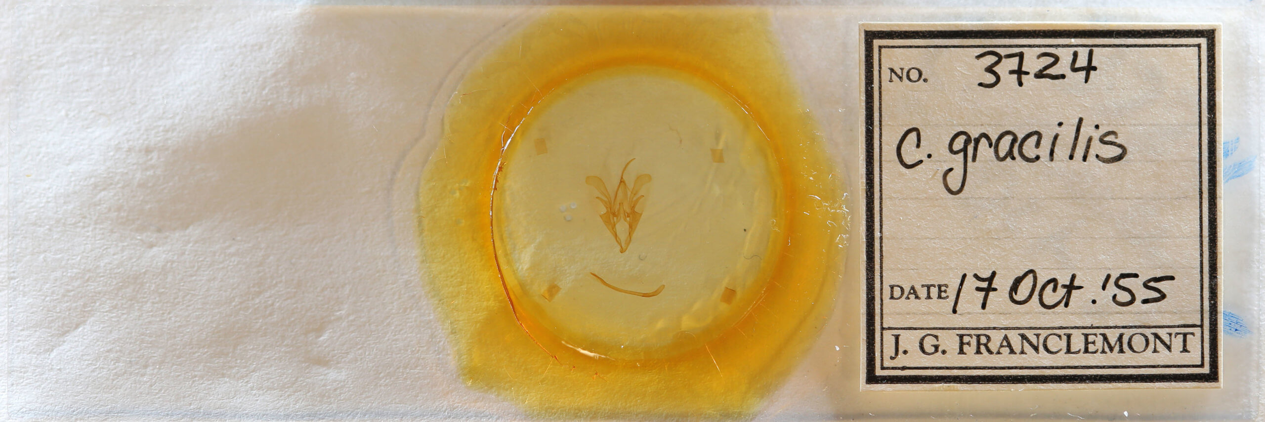 slide view of adult Catocala gracilis