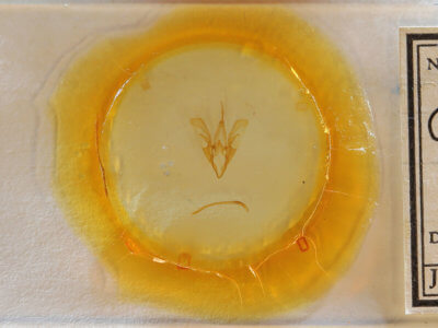 slide view of adult Catocala gracilis