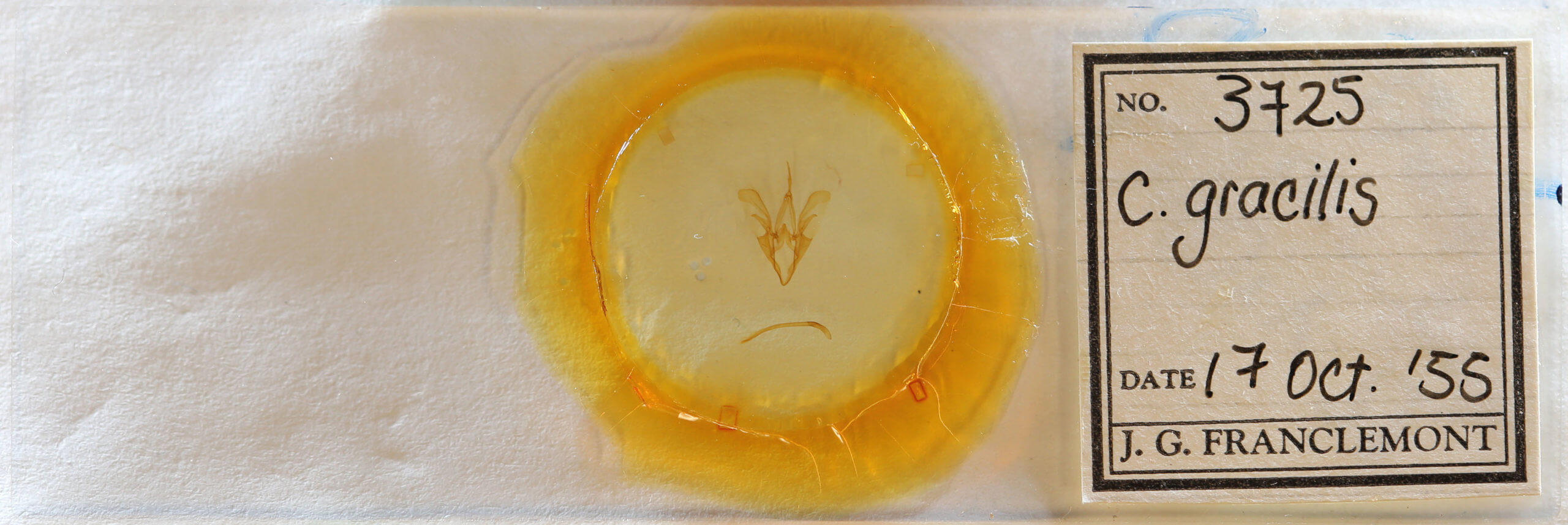 slide view of adult Catocala gracilis