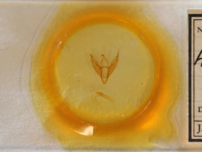 slide view of adult Iridopsis vellivolata