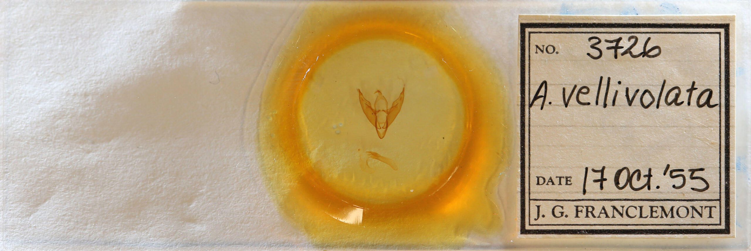 slide view of adult Iridopsis vellivolata