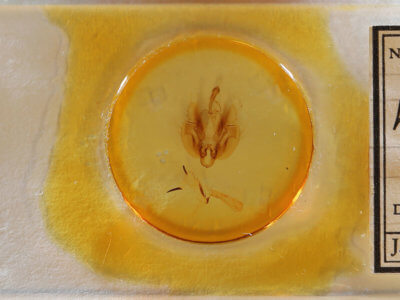 slide view of adult Leucania commoides