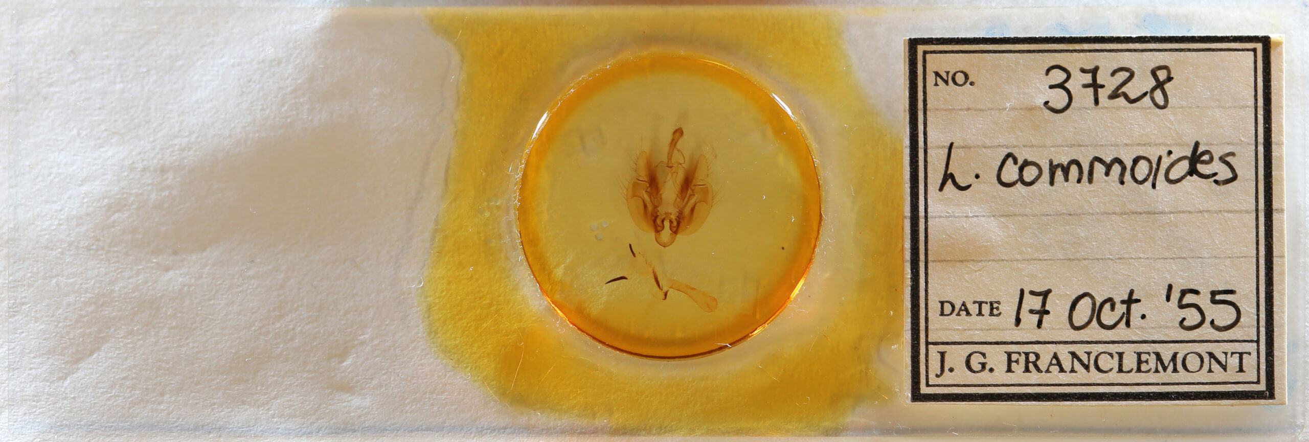 slide view of adult Leucania commoides