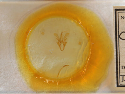 slide view of adult Catocala sordida