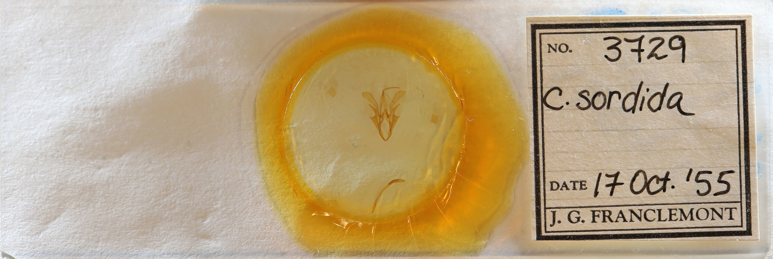 slide view of adult Catocala sordida