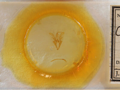 slide view of adult Catocala sordida