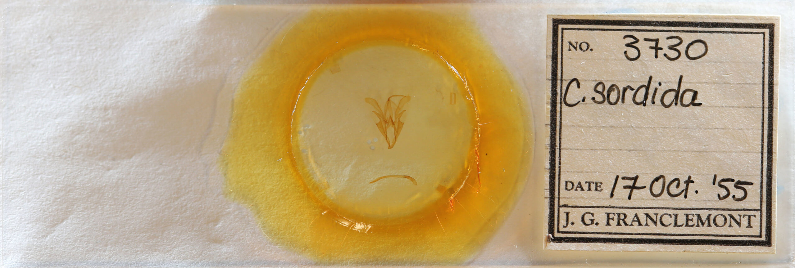 slide view of adult Catocala sordida