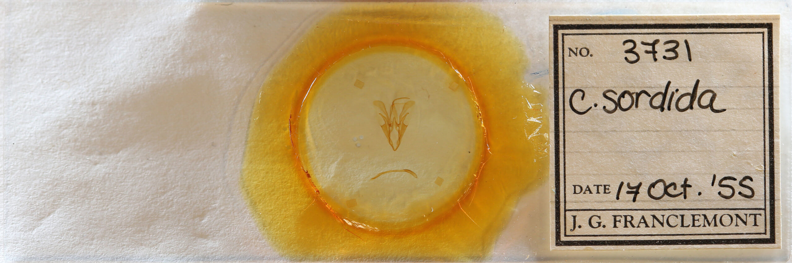 slide view of adult Catocala sordida