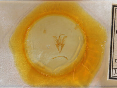 slide view of adult Catocala sordida