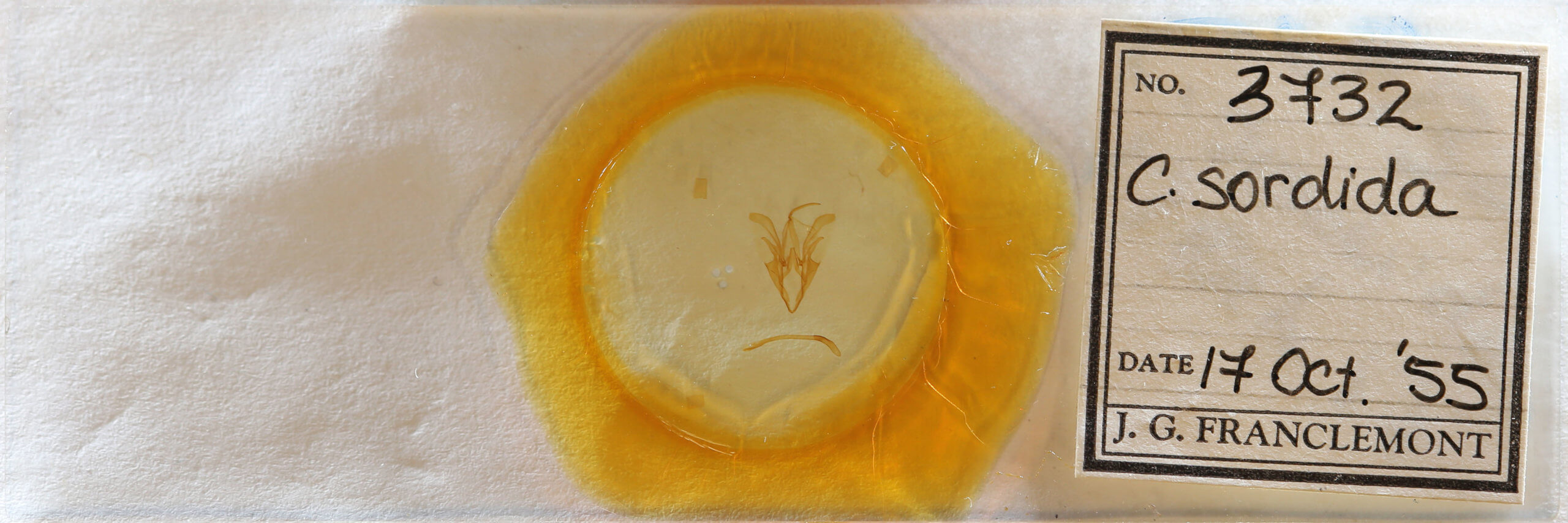 slide view of adult Catocala sordida