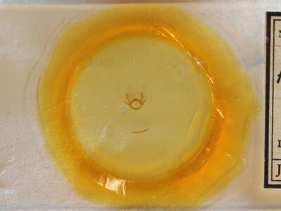 slide view of adult Iridopsis vellivolata