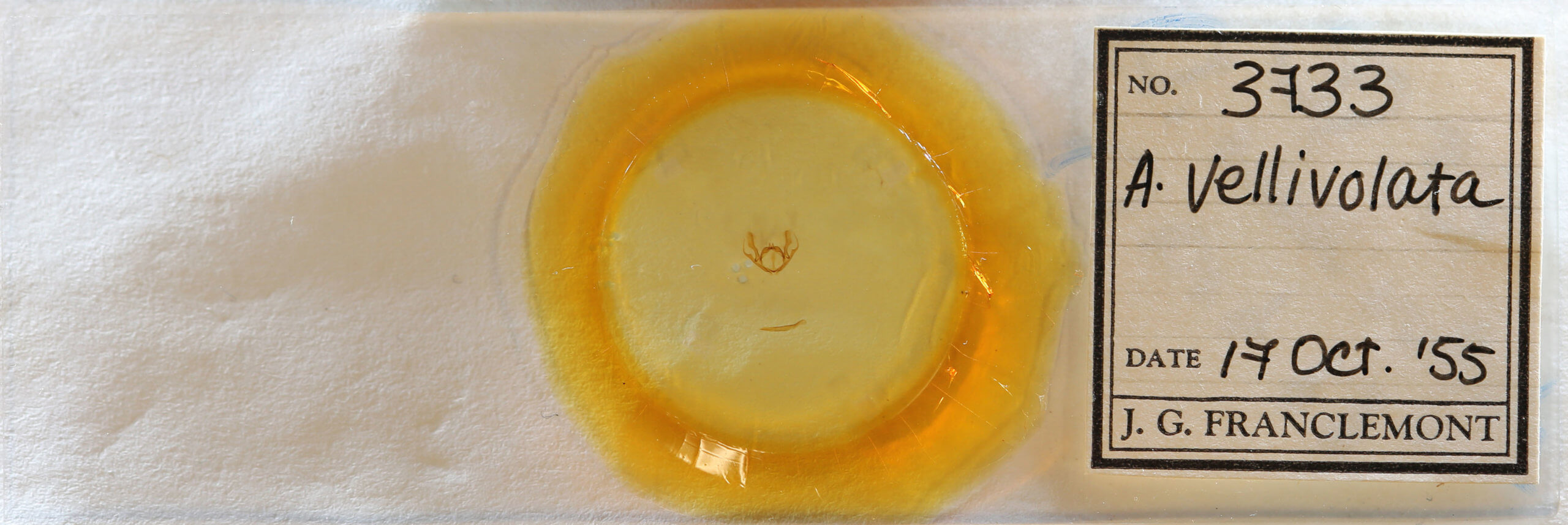 slide view of adult Iridopsis vellivolata