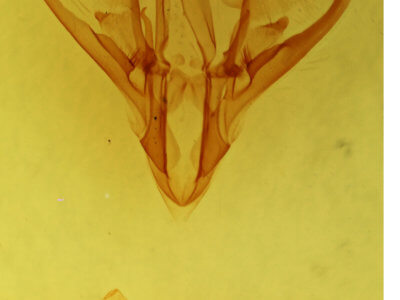 genitalia view of adult Drasteria graphica atlantica