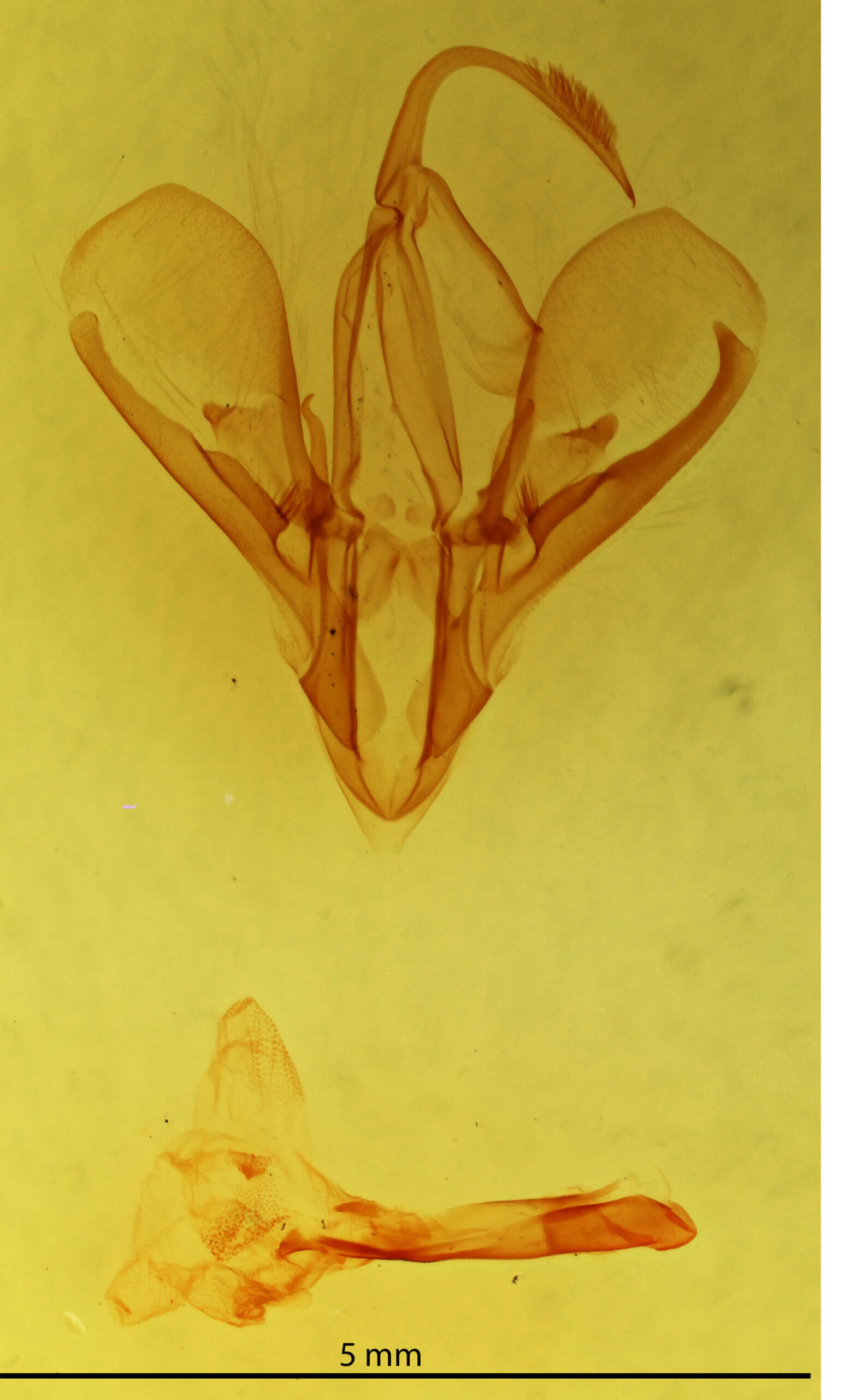genitalia view of adult Drasteria graphica atlantica