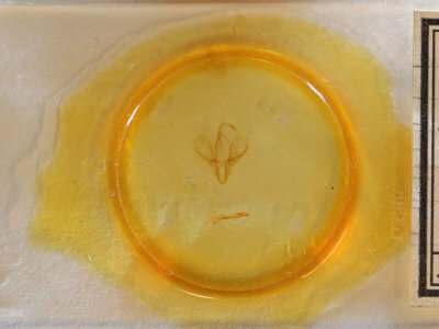 slide view of adult Drasteria graphica atlantica