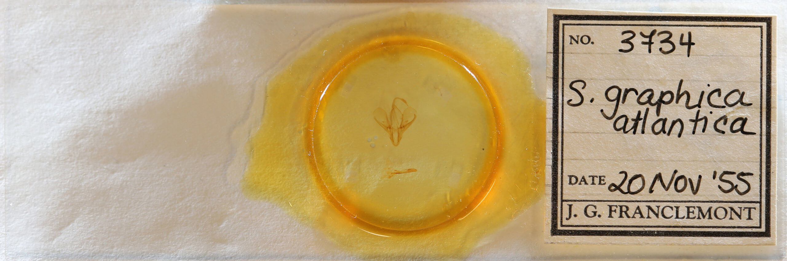 slide view of adult Drasteria graphica atlantica