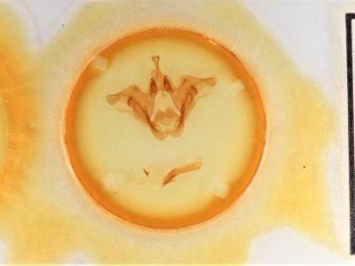 slide view of adult Datana major