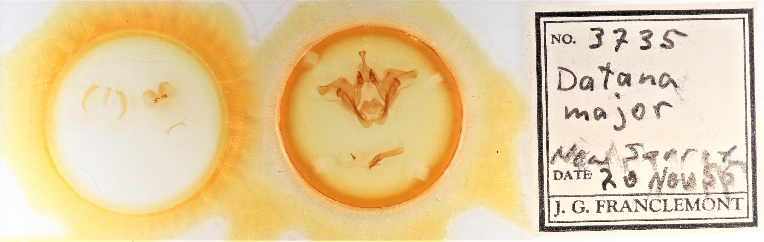 slide view of adult Datana major