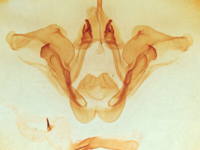 genitalia view of adult Datana major