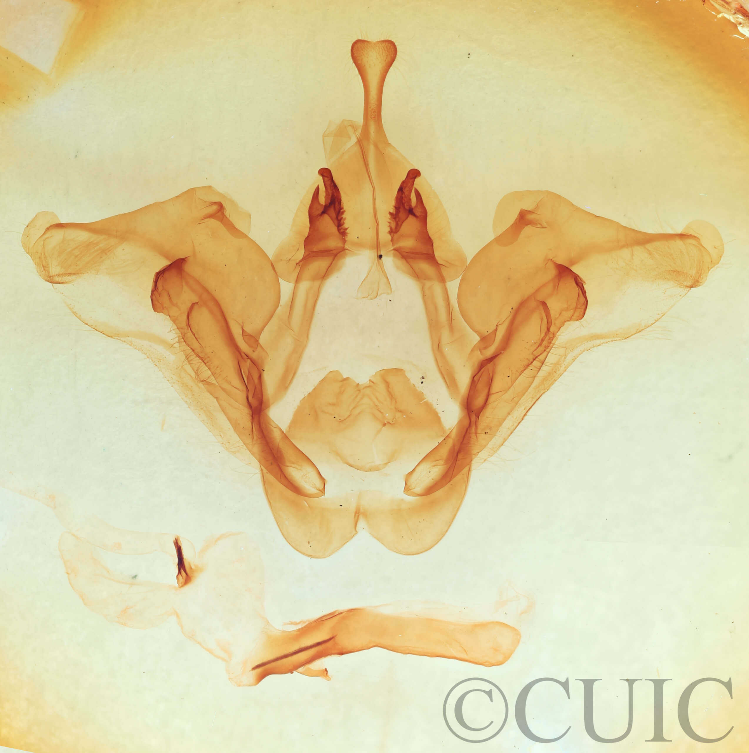 genitalia view of adult Datana major