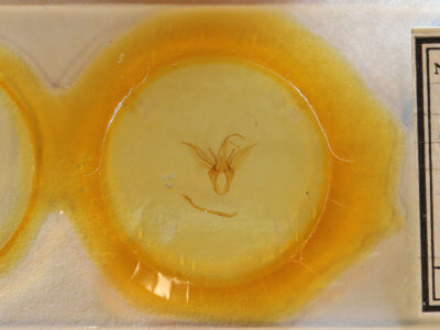 slide view of adult Catocala amica