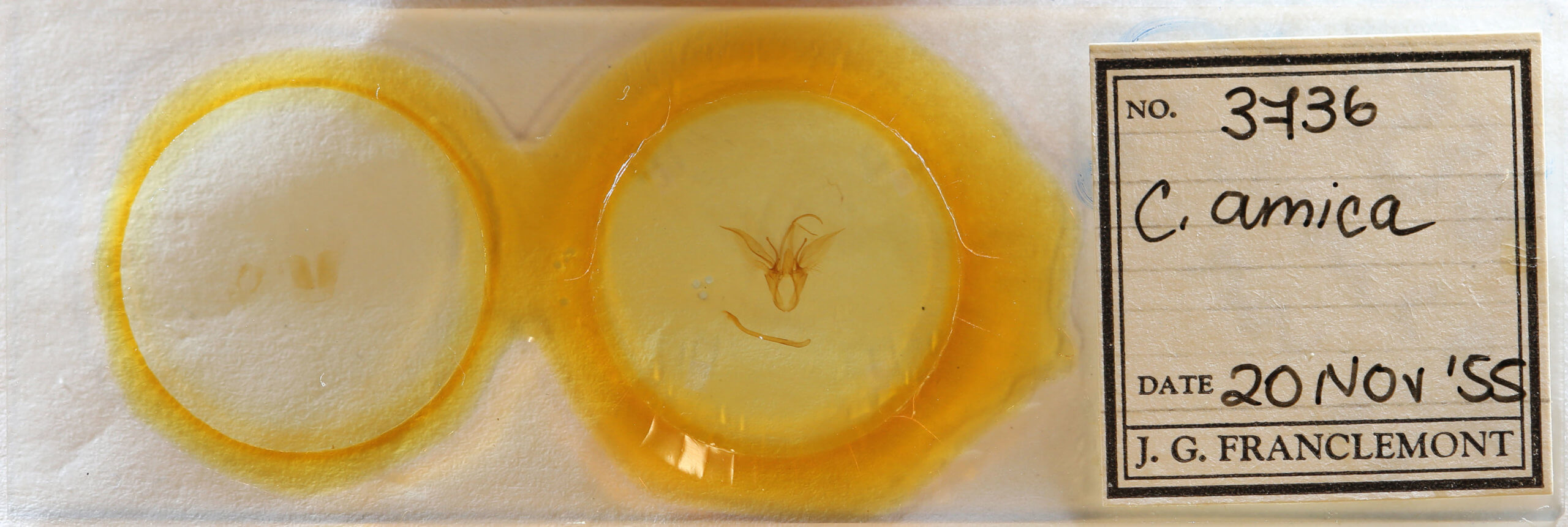 slide view of adult Catocala amica