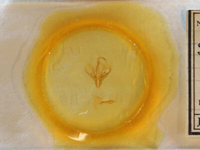 slide view of adult Drasteria occulta