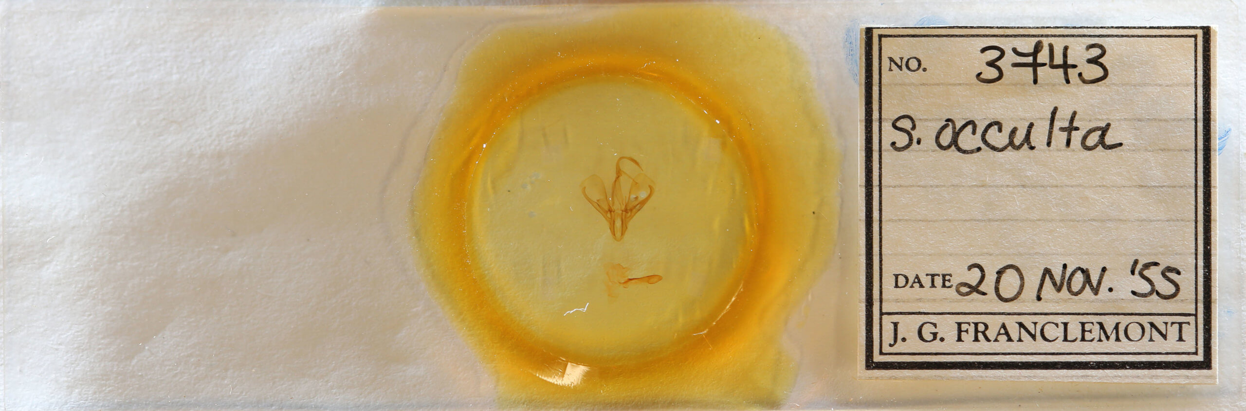 slide view of adult Drasteria occulta