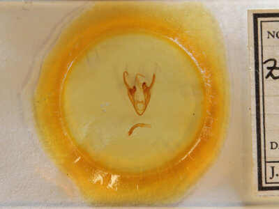 slide view of adult Zale squamularis