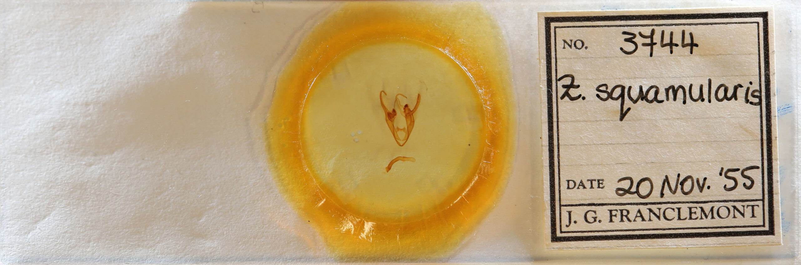 slide view of adult Zale squamularis