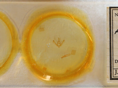 slide view of adult Agrotis buchholzi