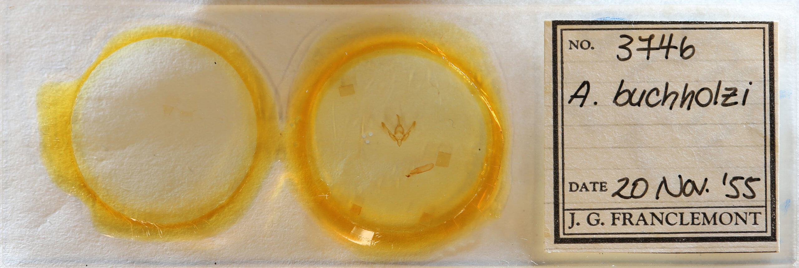 slide view of adult Agrotis buchholzi