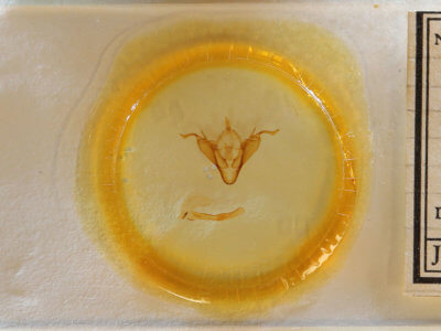 slide view of adult Abagrotis brunneipennis