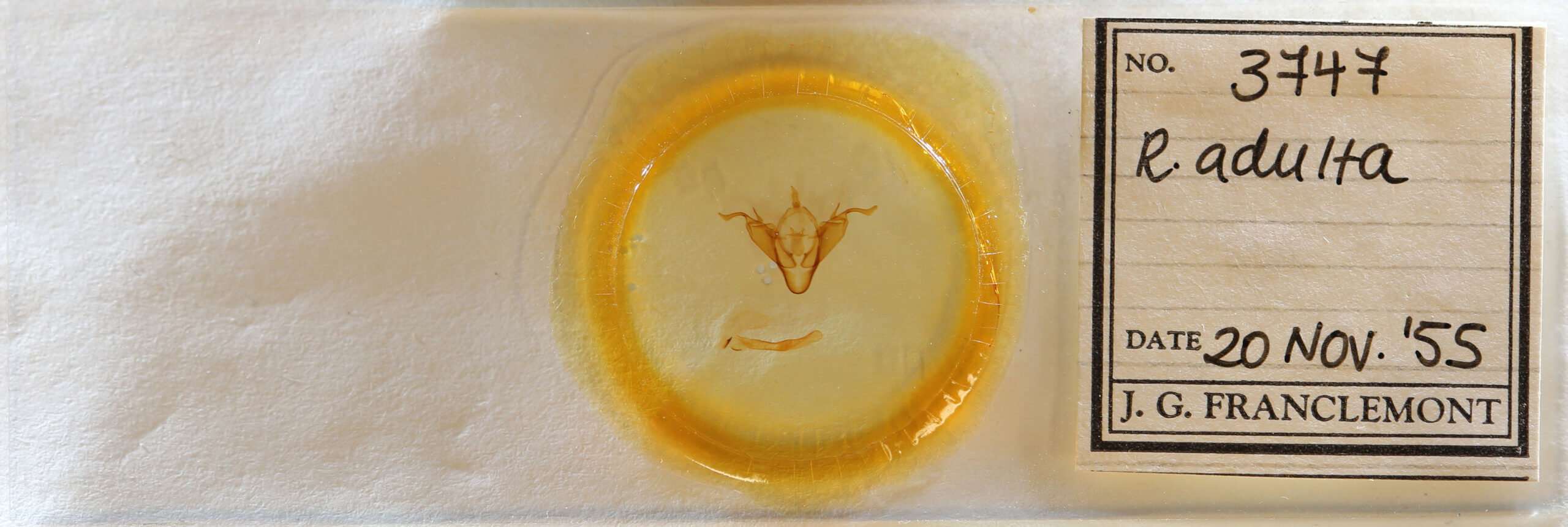 slide view of adult Abagrotis brunneipennis