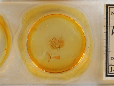 slide view of adult Leucania amygdalina