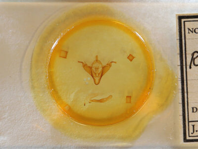 slide view of adult Abagrotis cupida