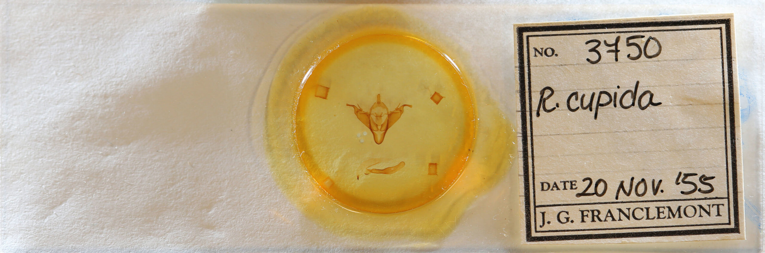 slide view of adult Abagrotis cupida