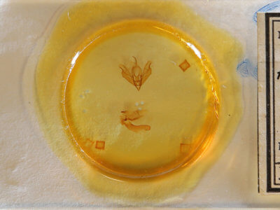 slide view of adult Acronicta lithospila