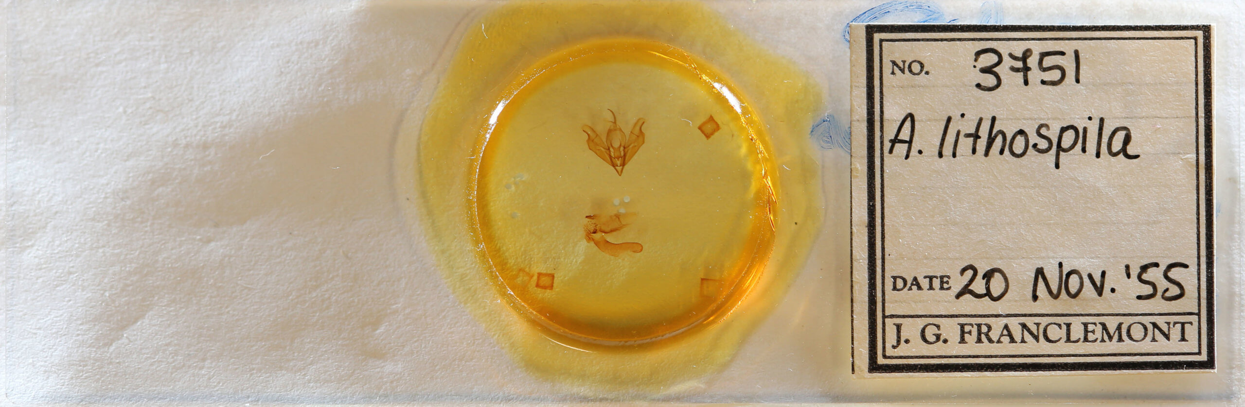 slide view of adult Acronicta lithospila