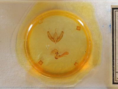 slide view of adult Acronicta tritona