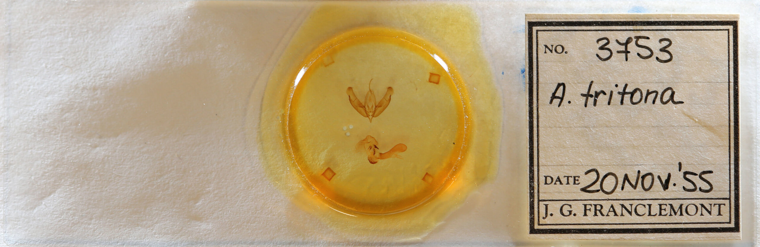 slide view of adult Acronicta tritona