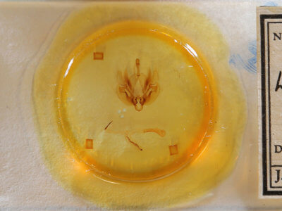 slide view of adult Leucania linda